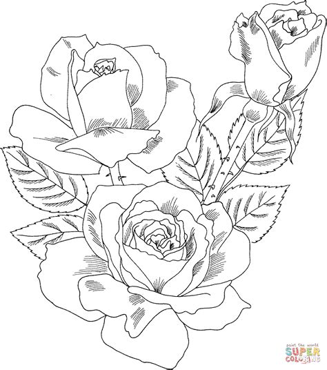 double delight hybrid tea rose coloring page rose coloring pages