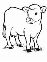 Coloring Cows Kids Pages Animal Preschool Animals Farm Baby Barn sketch template