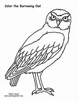 Burrowing Owl Coloring Coloringnature sketch template