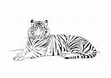 Tiger Tigre Coloriage Coloring Animals Dessin Pages Kb 1024 sketch template