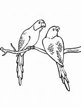 Coloring Pages Parakeet Budgie Two Parakeets Printable Drawing Colorings Color Getdrawings Birds sketch template