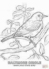 Coloring Bird State Maryland Pages Oriole Baltimore Flower Drawings Printable Flag Birds Thrasher Brown Drawing Supercoloring Simple Sheets Choose Board sketch template