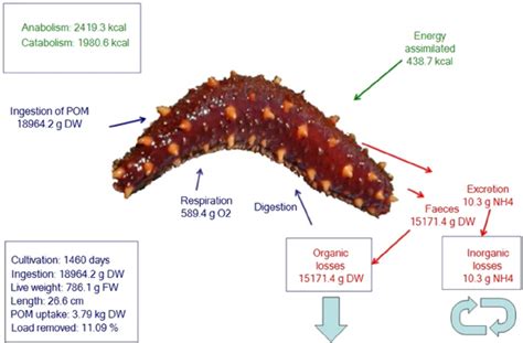 Mass Balance For A Four Year Sea Cucumber Growth Cycle