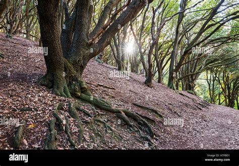 sunlight shade woodland  res stock photography  images alamy