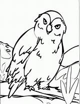 Arctic Sheets Hibou Animaux Coloriage Coloriages Coloringhome Coloringbay Bestcoloringpagesforkids sketch template