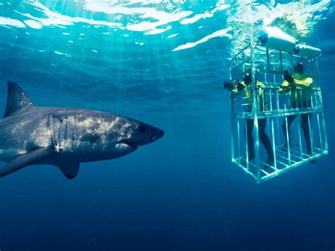 shark cage diving cape town activities pure africa experiences