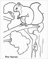 Squirrel Coloring Pages Squirrels Animal Tree Animals Kids Trees Wild Printable Lives Color Print Coloringbay Quilt Draw Sheet Next Drawings sketch template