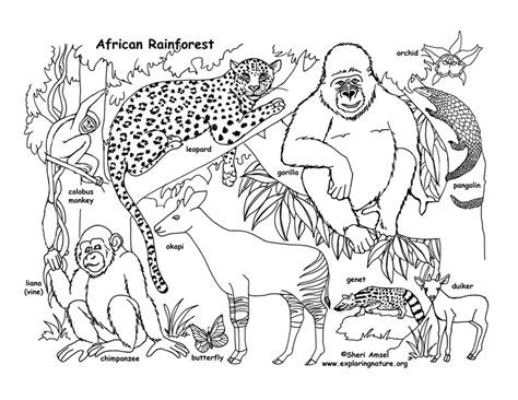 rainforest african coloring page