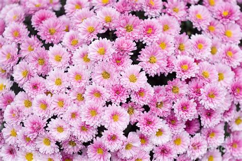 flower background photograph  kati finell