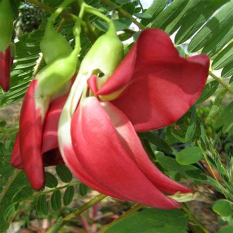 Hummingbird tree analysis