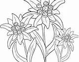 Edelweiss Alpina Ausmalen Blumen Needlecraft Ecosia Vorlagen Edelweiß sketch template