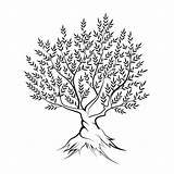 Tree Banyan Outline Drawing Olive Silhouette Icon Stock Illustration Vector Getdrawings Mail Background Depositphotos sketch template