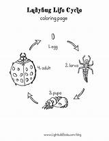 Ladybug Cycle Coloring Life Worksheet Light Year Worksheeto Via sketch template