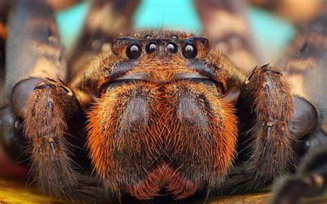 fotos fotografo registra closes coloridos de aranhas fotos em