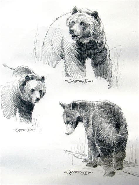 drawings  grizzly bears bear art bear paintings black bears art