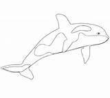 Coloring Whale Killer Orca Pages Kids Printable Color Drawing Beluga Template Whales Getcolorings Supercoloring Realalistic Online Fresh Categories Excellent Print sketch template