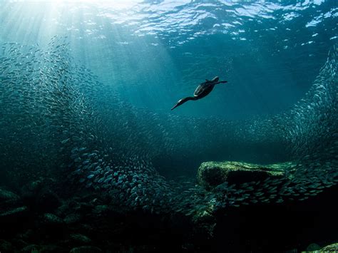 winners  underwater photographer   year  awards show