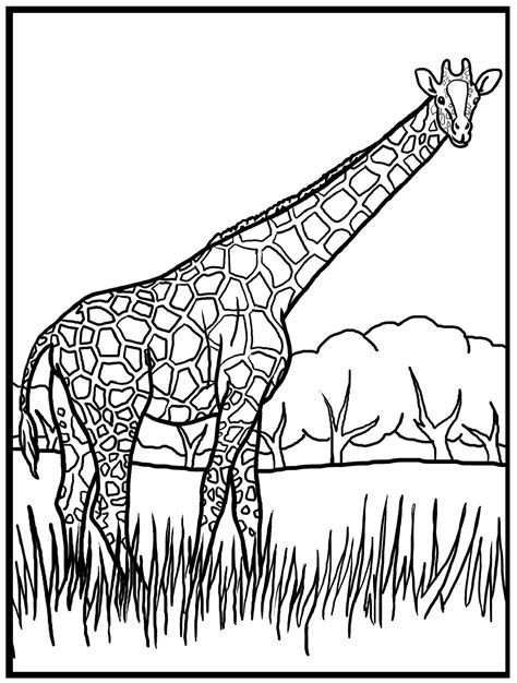 printable giraffe coloring pages  kids