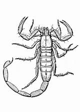 Scorpion Coloring Pages Animals Color Animal sketch template