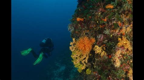 diving adriatic sea krk plavnik croatia  youtube