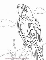 Macaw Coloring Pages Parakeet Green Drawing Printable Kids Bird Hawk Red Greenwing Color Drawings Print Macaws Draw Colorings Getdrawings Getcolorings sketch template