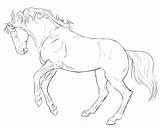 Horse Rearing Line Drawing Pages Coloring Lineart Friesian Drawings Beautiful Getcolorings Getdrawings Color sketch template