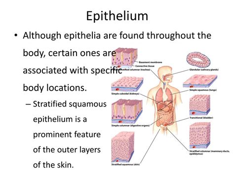 epithelium powerpoint    id