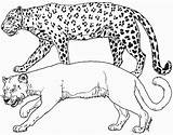 Leopard Cougar Coloring Pages Cheetah Print Animals Printable Puma Color Tigers Drawing Clipart Getcolorings Comments Coloringhome Getdrawings Library Search sketch template