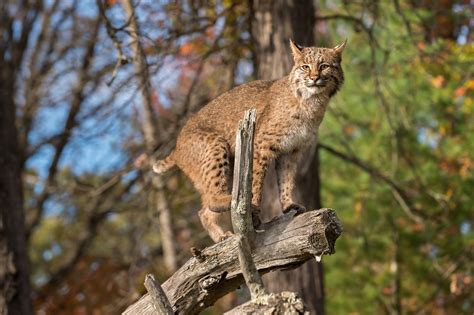 elusive bobcat kentucky living