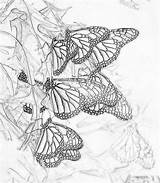 Butterflies Milkweed Monarch sketch template