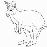 Wallaby Coloring sketch template