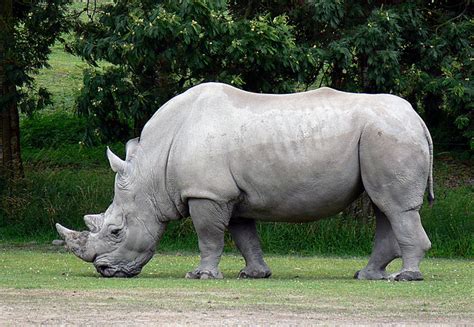 white rhinoceros flickr photo sharing