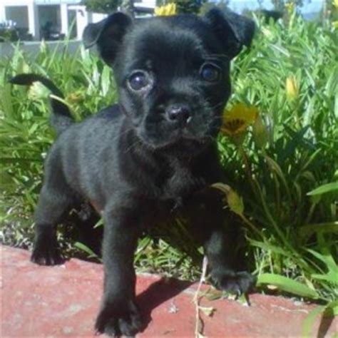 french pug dog breed information