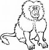 Baboon Coloring Pages Clipart Baboons Clipartpanda Color Cliparts Print Library 20clipart sketch template