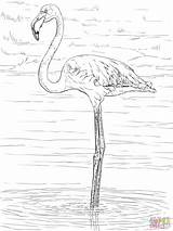 Flamingo Coloring Flamingos Pages Greater Birds Printable Birthday Color Mandala Bird Animal Popular sketch template