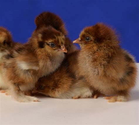 Partridge Cochin Bantam Chicks For Sale Cackle Hatchery