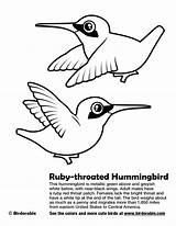 Hummingbird Ruby Throated Coloring Getdrawings Drawing sketch template