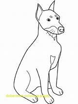 Doberman Coloring Pages Pinscher Dog Drawing Mean Colouring Getcolorings Getdrawings Color sketch template