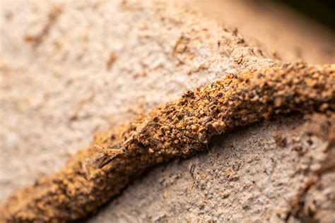 5 signs your house has termites and tips on how to prevent them rac wa
