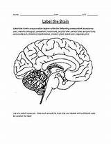 Brain Coloring Labeling Human Key Biology sketch template