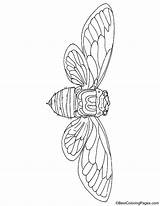 Cicada Coloring Giant sketch template