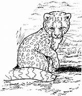 Wildtiere Ausmalbild Ausmalen Gepard Cheetahs Bilder Vielzahl Anmalen sketch template
