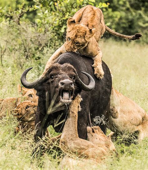 africa  photographers    safari photography