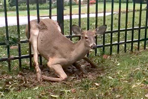 Watch Deer Trapped In Fence Freed On Main Line Philly