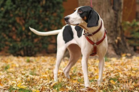 treeing walker coonhound dog breed information  characteristics