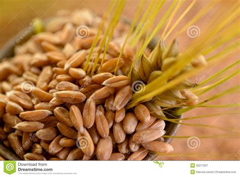 wheat  grain stock image image  bread cereal grinding