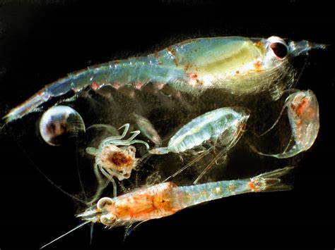 plankton small organisms   big role   ocean ocean conservancy