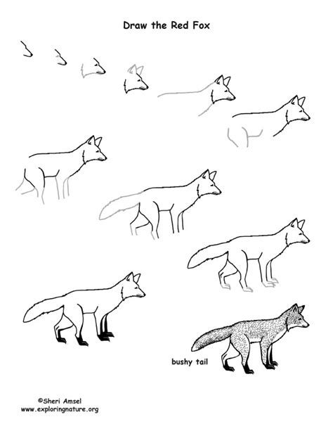 Fox Red Drawing Lesson