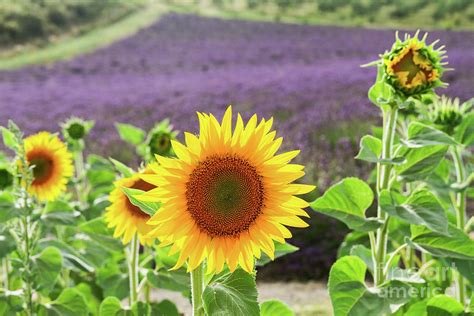 lavender  sunflowers field photograph  anastasy yarmolovich fine art america
