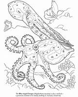 Coloring Pages Octopus Squid Sea Animal Giant Ocean Realistic Color Life Blue Kids Ringed Printable Colouring Dover Adults Coral Print sketch template